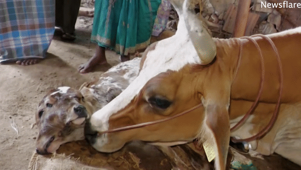 印度母牛生出雙頭小牛，主人用奶瓶喂，一個嘴巴吸奶另一個也在動