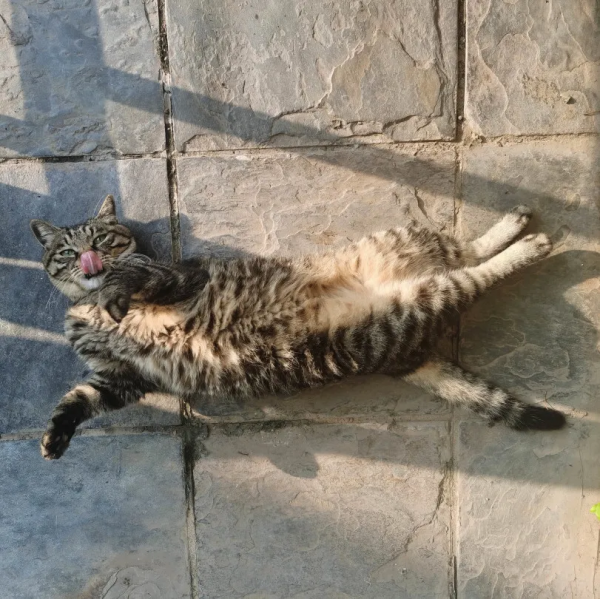 “貓條”好吸嗎? “貓條”好吸嗎?