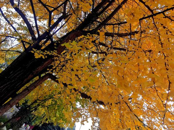 滿目金輝耀蓉城