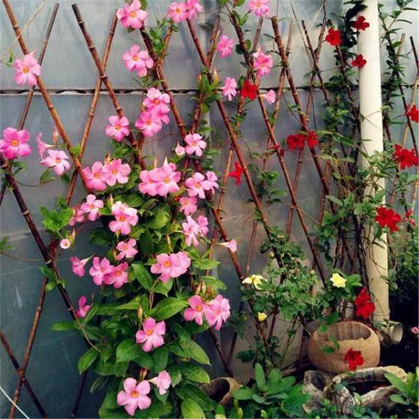 花量大花期長，卻沒有什麼香味的飄香藤，比較適合新手種植