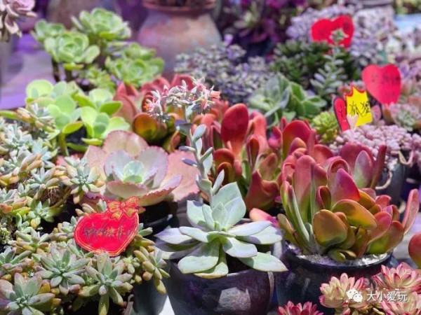 京城八大寶藏花市裡,藏著孩子最愛的植物園和水族館,冬日逛起來 京城八大寶藏花市裡,藏著孩子最愛的植物園和水族館,冬日逛起來