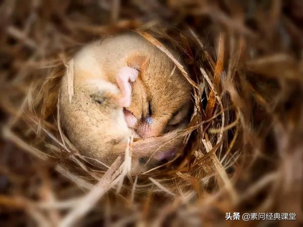 素問經典課堂 | 人體大修在冬季,冬藏好,春才有精神 素問經典課堂 | 人體大修在冬季,冬藏好,春才有精神