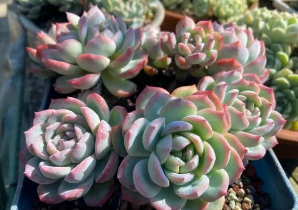 一年一度曬秋時,一年一度曬肉時 一年一度曬秋時,一年一度曬肉時