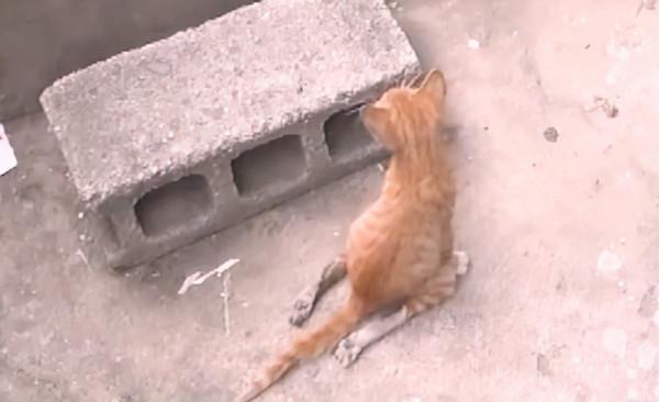 老鷹凍在湖面無法動彈,過路大叔趕緊幫忙,還有小貓咪也需要幫助 老鷹凍在湖面無法動彈,過路大叔趕緊幫忙,還有小貓咪也需要幫助