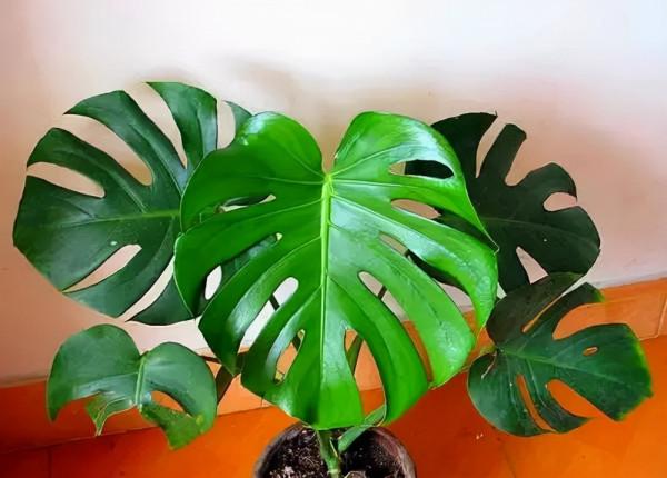 9種“大葉花”，耐陰又好看，不能曬太陽，一曬就“完蛋”