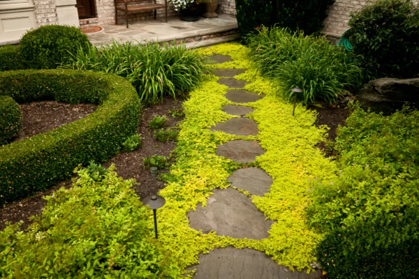 花園鑲邊，增加植物層次，豐富花園景觀