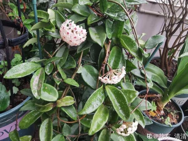 10種花得窮養,盆越小、水越少,越長得旺 10種花得窮養,盆越小、水越少,越長得旺