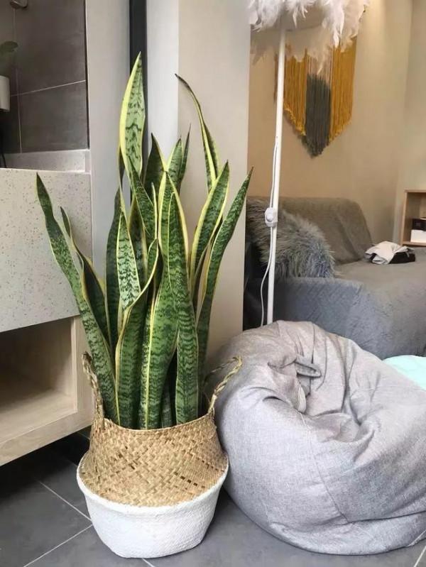 臥室養花“講究大”,4種“漂亮花”對身體傷害大,儘早搬出去 臥室養花“講究大”,4種“漂亮花”對身體傷害大,儘早搬出去