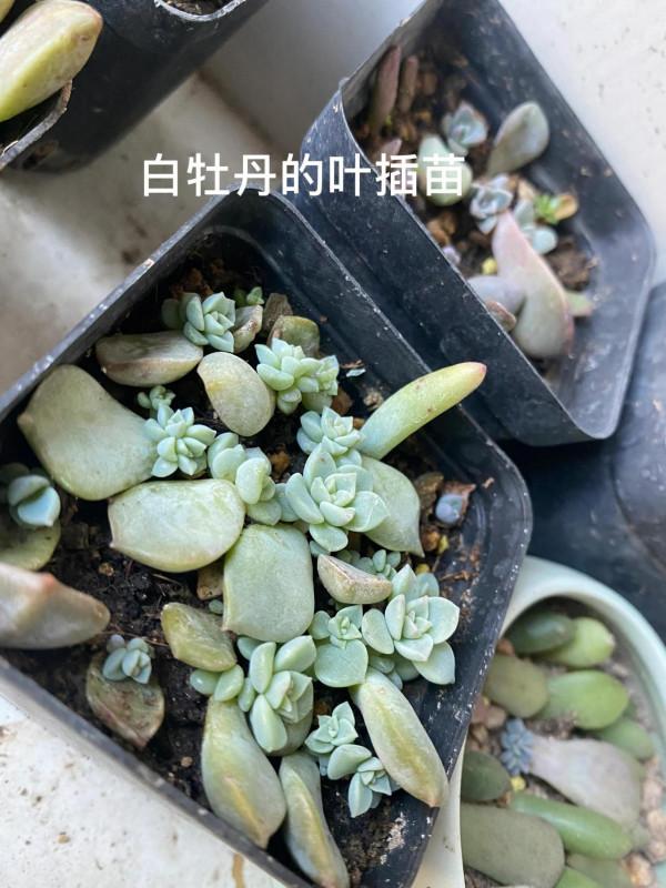 時隔一年，有幾顆小肉肉變成一片肉林，對你的愛，怎麼就愛不完呢