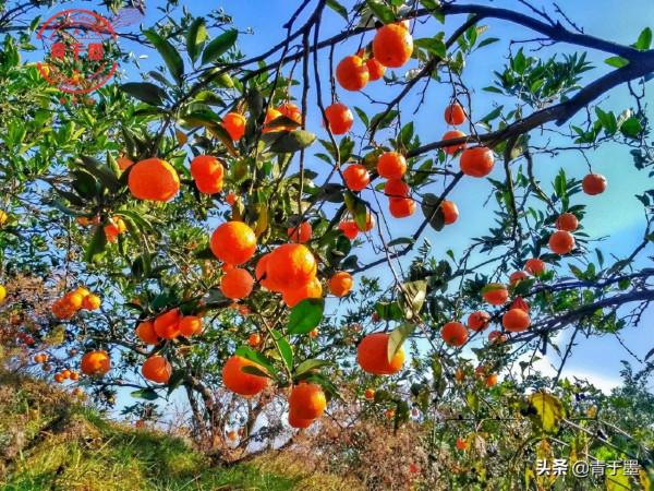 蘇軾最具智慧的六首詩,藏著人生至理 蘇軾最具智慧的六首詩,藏著人生至理