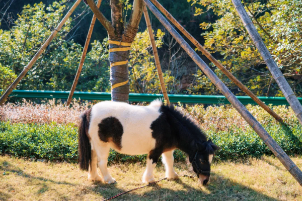 這家酒店的紅葉季，讓我想起了虹夕諾雅京都