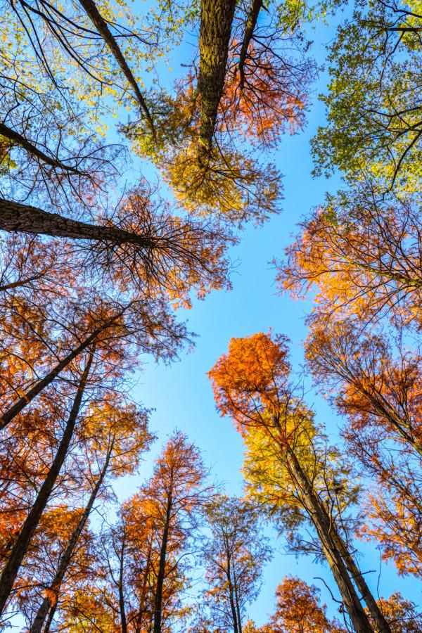 武漢人究竟多愜意?46萬平方米的城市公園猶如森林一般,景色醉人 武漢人究竟多愜意?46萬平方米的城市公園猶如森林一般,景色醉人