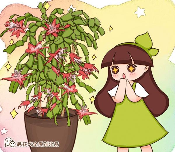 9月養蟹爪蘭,做好4件事,葉子肥厚有質感,花苞呼呼冒 9月養蟹爪蘭,做好4件事,葉子肥厚有質感,花苞呼呼冒