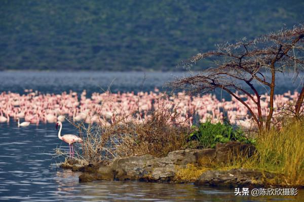 火烈鳥的天堂-博戈里亞湖