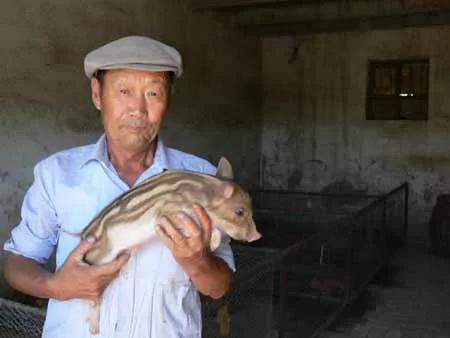 東北老人撿回小野豬，養15年重2200斤賣出天價，專家：巨型野豬