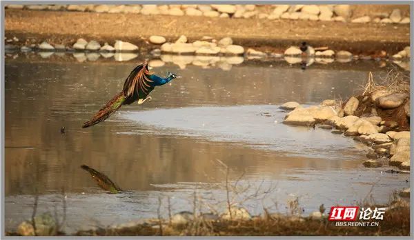 見過孔雀過河嗎？飛過河面的瞬間畫面太驚豔靈動了