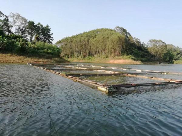 怎麼樣釣魚魚易上鉤