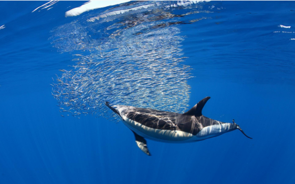 野生動物也會雜交，其後代有多慘？是否該禁止動物雜交？