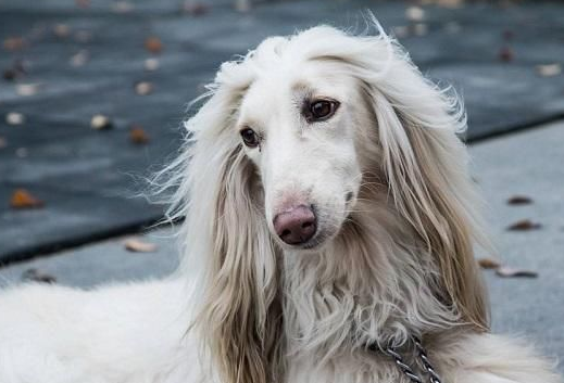 “美貌”和“智商”成反比的幾種狗狗，簡稱花瓶