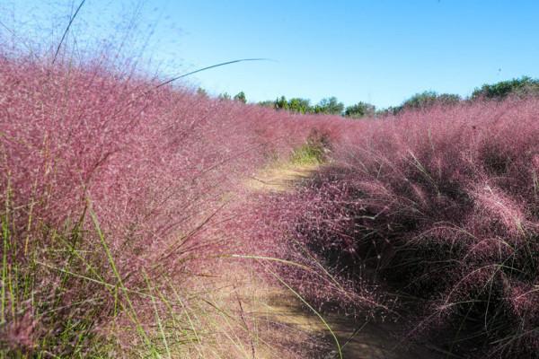 粉黛入秋色 北京豐臺又添旅遊新地標