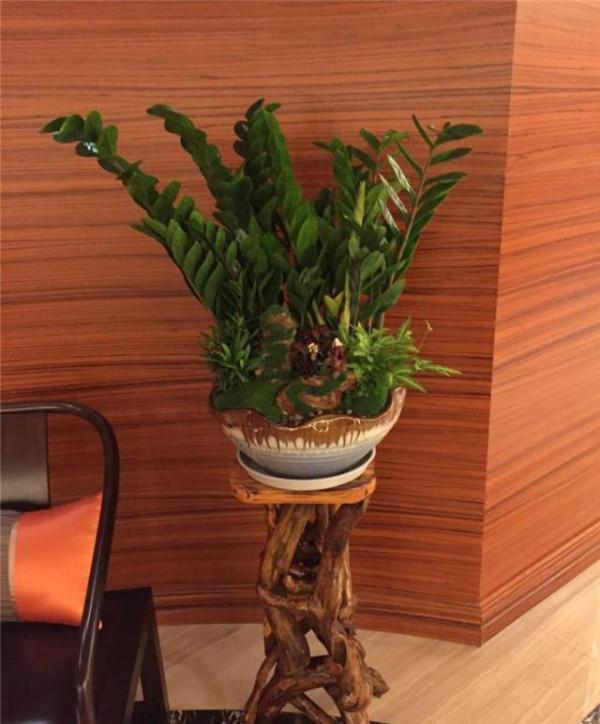 適合“懶人”養的5種花，耐陰又耐旱，扔在客廳1個月，依舊旺盛