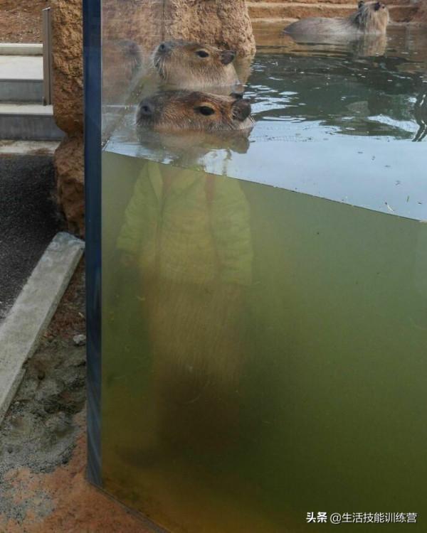 超治癒，50張可愛的寵物抓拍照片