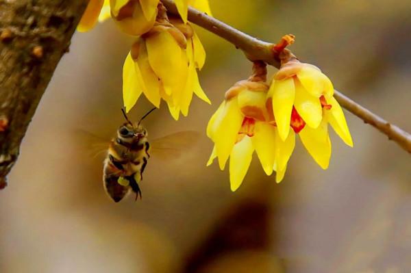 北京香山臥佛寺歷年臘梅綻放圖片欣賞