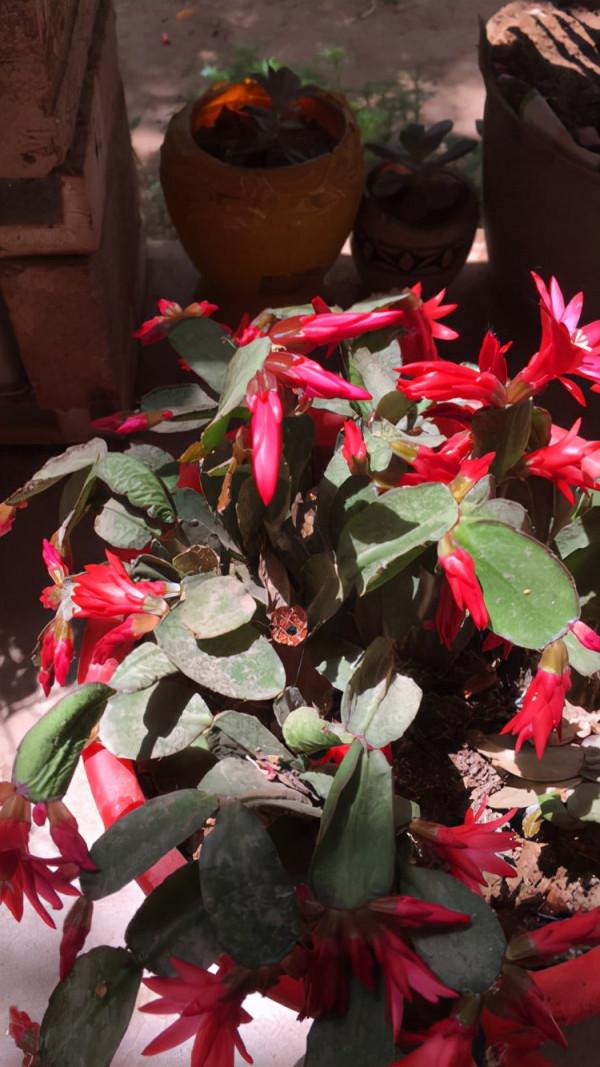 不用花錢買的3種花，去鄰居家剪個枝，插在土裡就能活