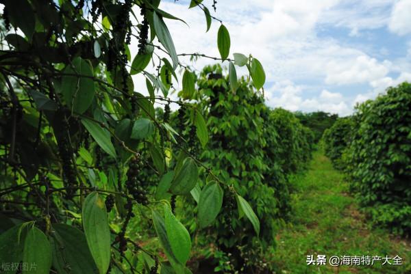 海南胡椒收購價格行情（2021年10月20日）