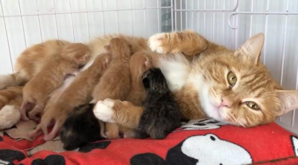 人人都說“中華田園貓”好,為什麼拋棄它的人還這麼多? 人人都說“中華田園貓”好,為什麼拋棄它的人還這麼多?