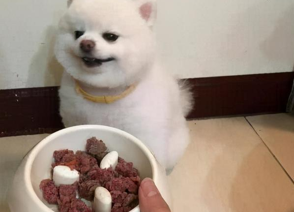 秋季養博美,這些“小問題”該注意,不然容易生病了 秋季養博美,這些“小問題”該注意,不然容易生病了