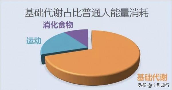 代謝對減脂有什麼影響，如何提高你的代謝？