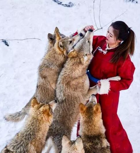 2020年,在理塘遭遇野狼群,用一個方法保命 2020年,在理塘遭遇野狼群,用一個方法保命