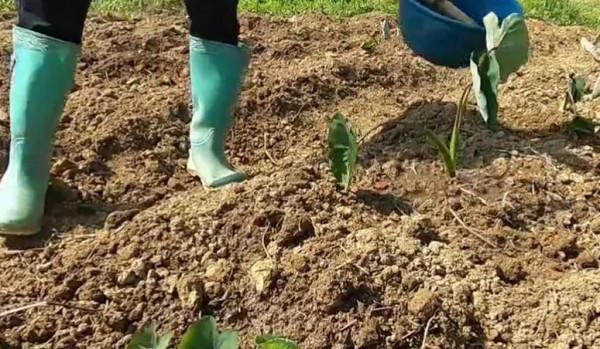 芋頭播種深度多少為好？看品種