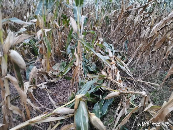 明年種玉米：科技素質高的人，要選“高抗莖腐病”的品種