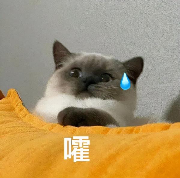 《霸道貓咪和它的小皇帝》 《霸道貓咪和它的小皇帝》