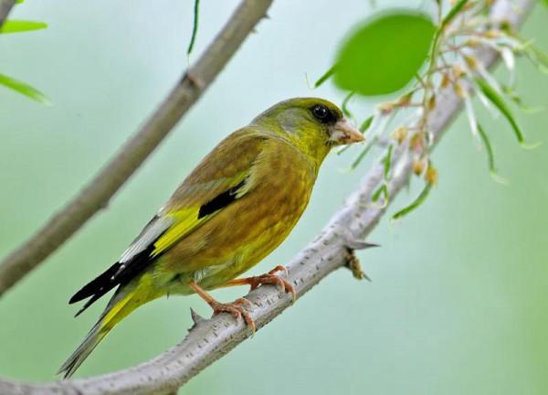 分享圖片&mdash;&mdash;美麗的金絲雀集錦