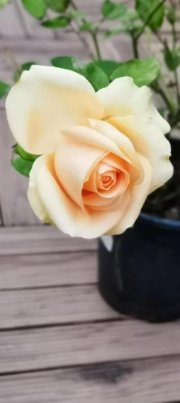 一站有一站的風景，一歲有一歲的悲喜