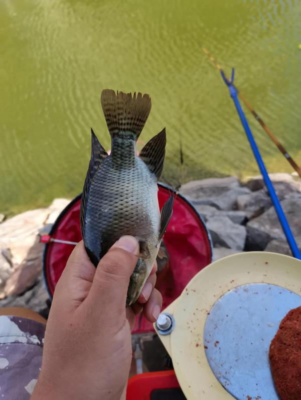 小小鯽魚竿竟能抗住2斤多泰鯪的強力衝擊