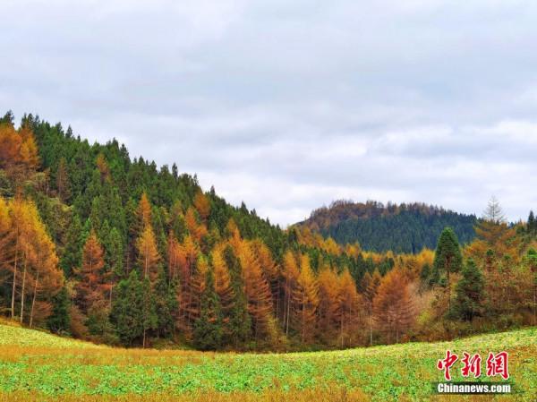 湖北恩施大峽谷：層林盡染 繽紛絢麗