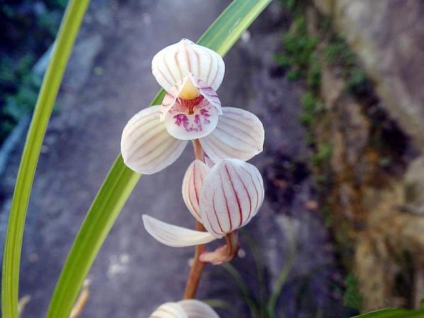 他多年前偶然收購一棵龍根小藝草，2017年，他靠此花獲利500多萬