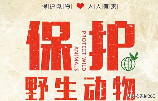 罕見!雲南昭通首次發現一種鳥,個頭不大卻漂亮,專家:我國特有 罕見!雲南昭通首次發現一種鳥,個頭不大卻漂亮,專家:我國特有