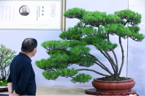 美圖丨如皋：精品盆景匯雉水，姿態優雅顯匠心！