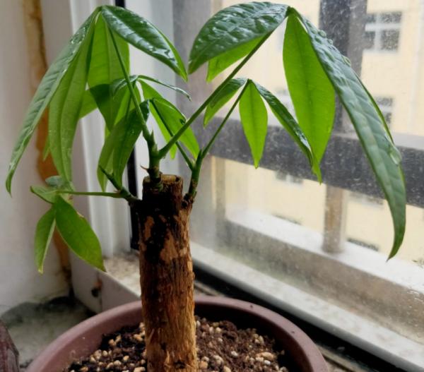 室內盆栽種樹選這3樣,枝葉繁茂,四季常青,寓意好 室內盆栽種樹選這3樣,枝葉繁茂,四季常青,寓意好