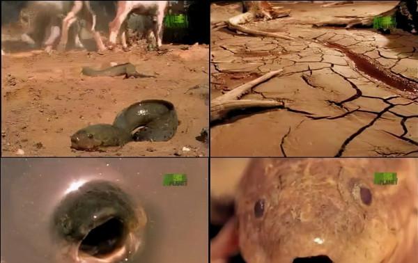 泥盆紀含肺魚是肺魚?|地球簡史系列15 泥盆紀含肺魚是肺魚?|地球簡史系列15