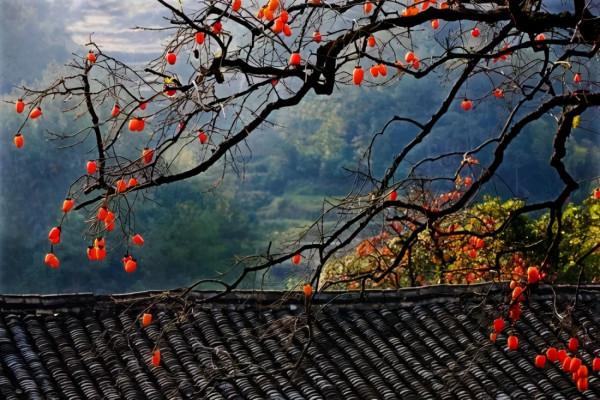 一眼心動！這個秋天，我要去這7個“最”中國的古村，享受慢時光