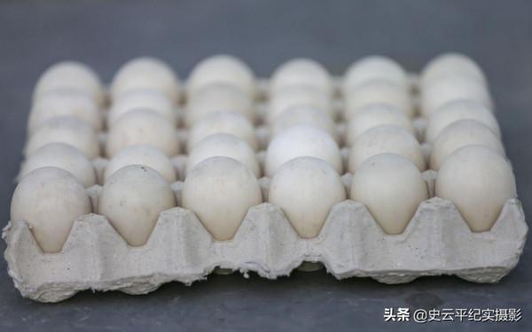 萬畝棗園裡農村女子養殖一種“怪鳥”,能下蛋能賣肉,看看啥情況 萬畝棗園裡農村女子養殖一種“怪鳥”,能下蛋能賣肉,看看啥情況