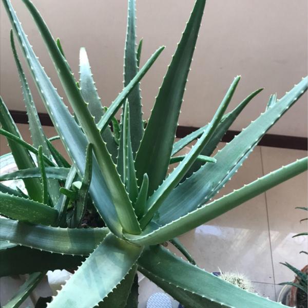 5種“漂亮花”,是生活“小醫生”,好養,好看,還好吃 5種“漂亮花”,是生活“小醫生”,好養,好看,還好吃