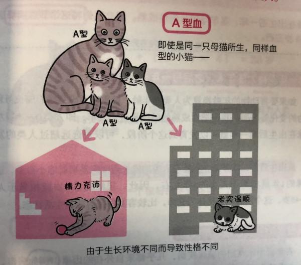 善變的貓咪是什麼血型？貓咪血型的秘密