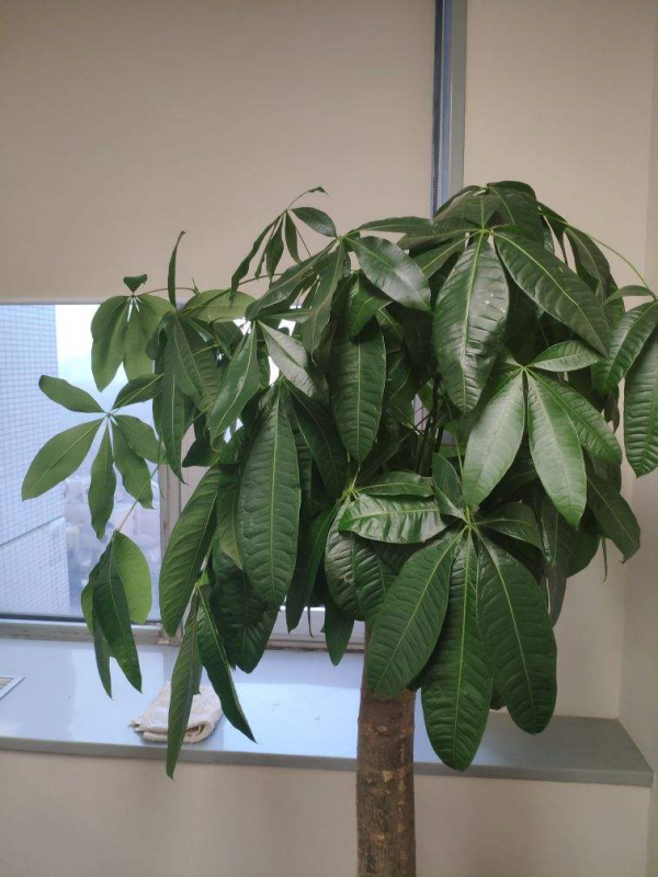 眼乾眼澀成現代通病，5種綠植，緩解眼疲勞特有效